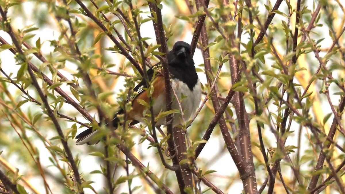 Eastern Towhee - ML636800673
