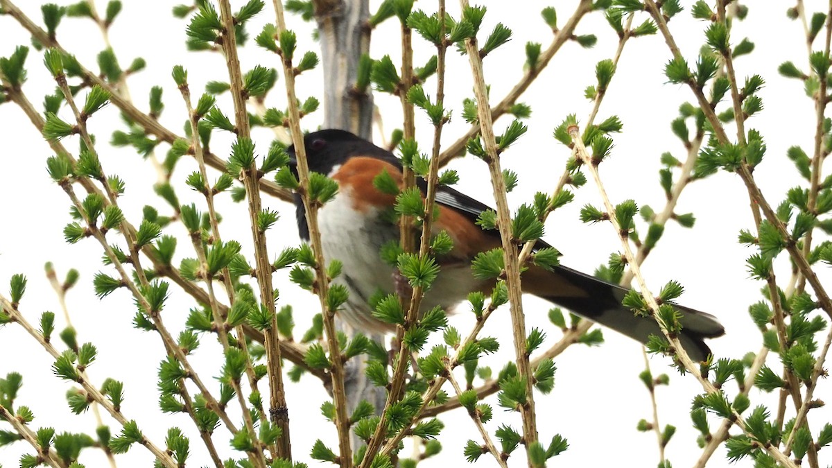 Eastern Towhee - ML636800677