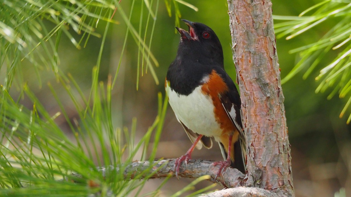 Eastern Towhee - ML636800682