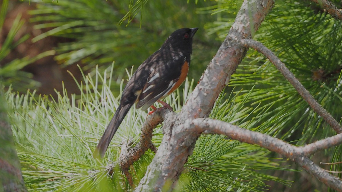 Eastern Towhee - ML636800684