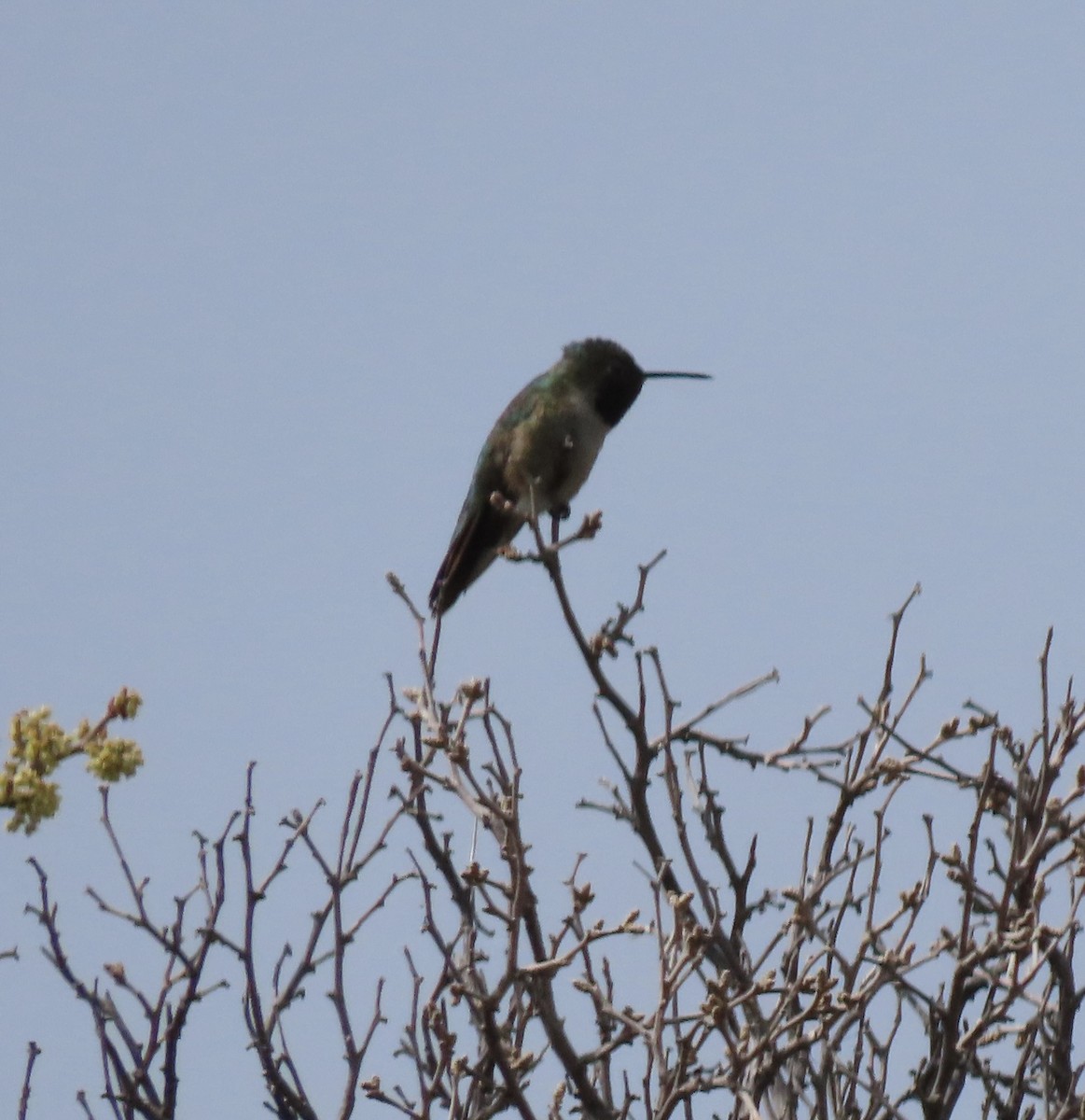 Broad-tailed Hummingbird - ML636800894