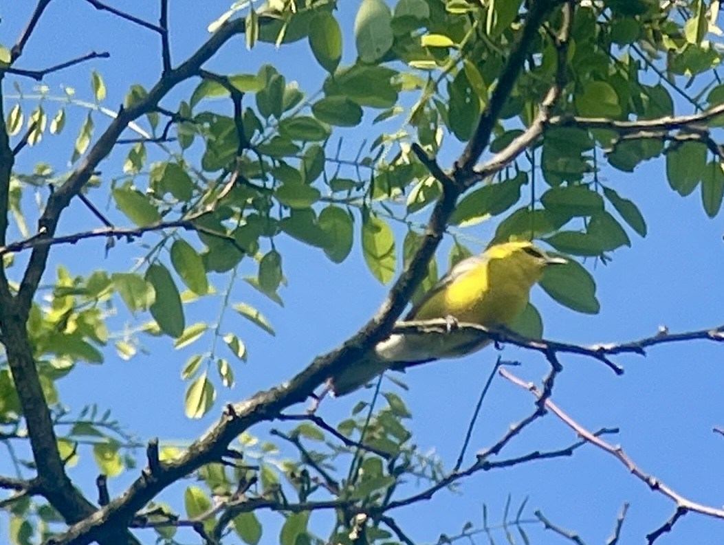 Blue-winged Warbler - ML636800943