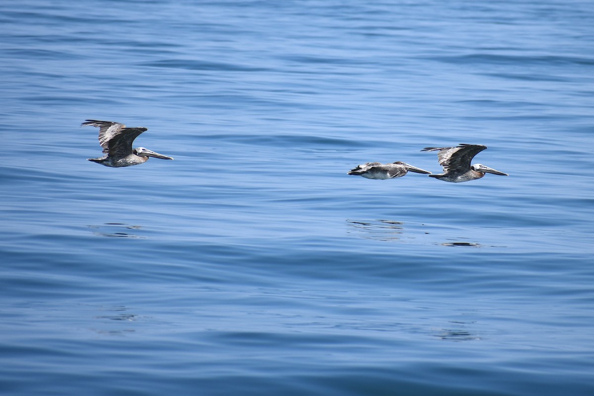 Brown Pelican - ML636800989