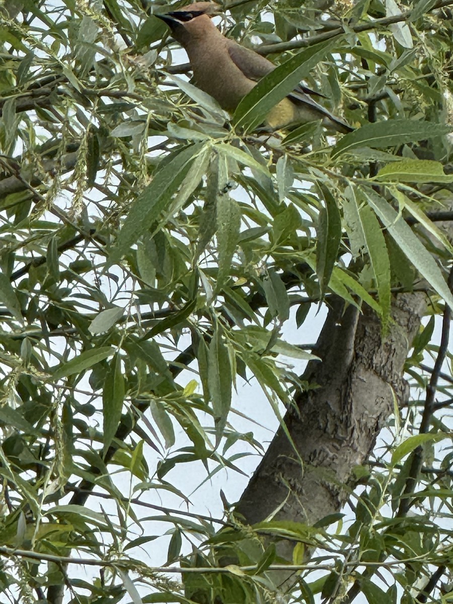 Cedar Waxwing - ML636801031