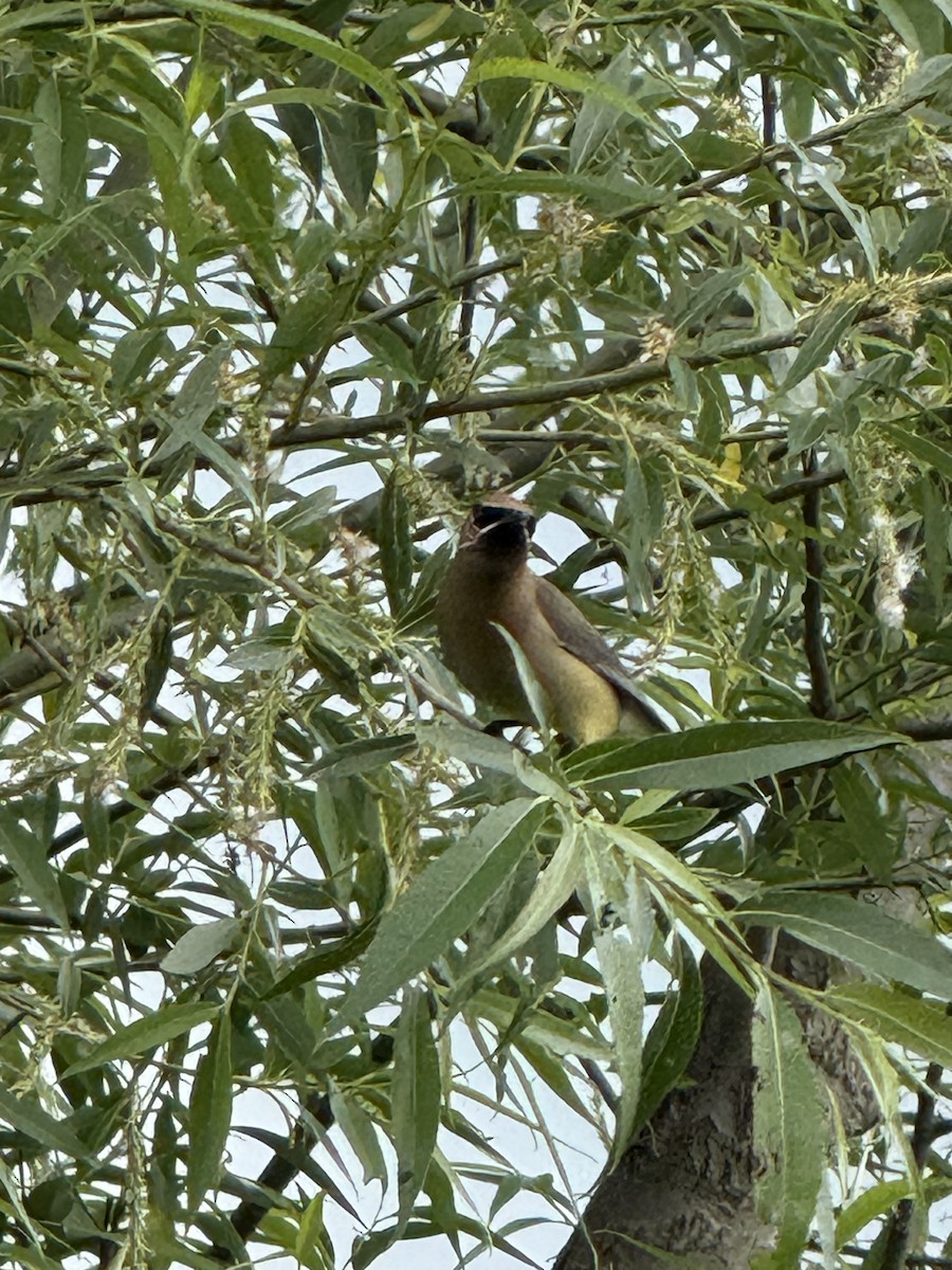 Cedar Waxwing - ML636801032
