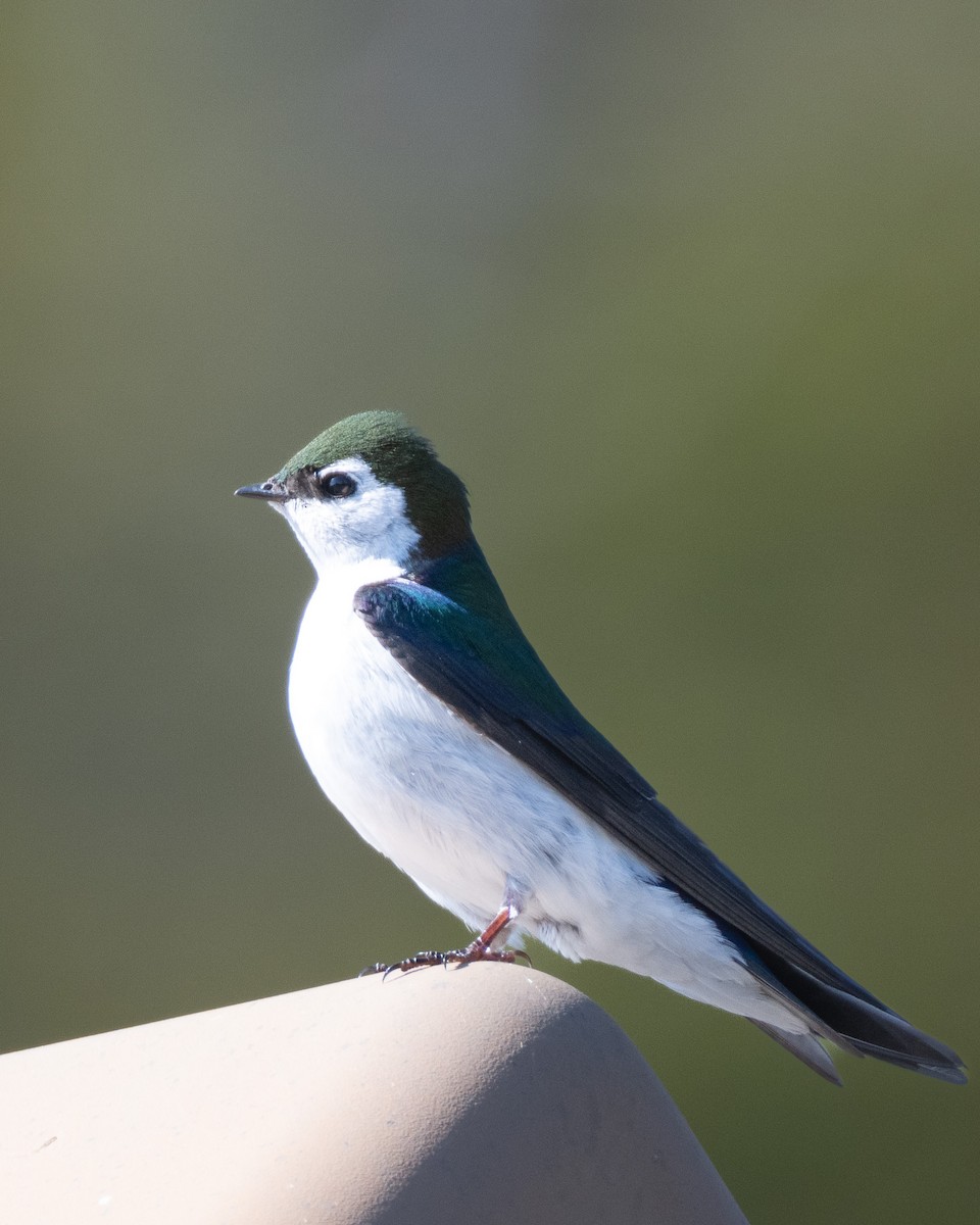 Violet-green Swallow - ML636801097