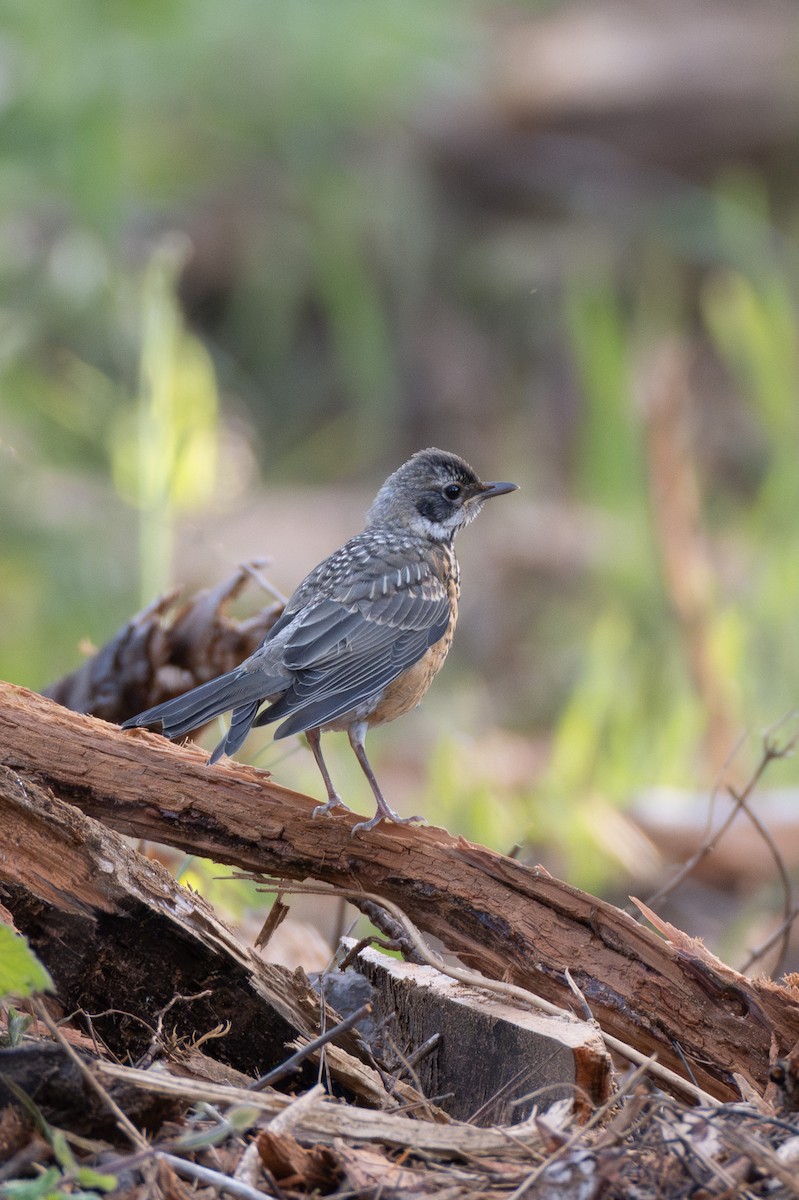 American Robin - ML636801099