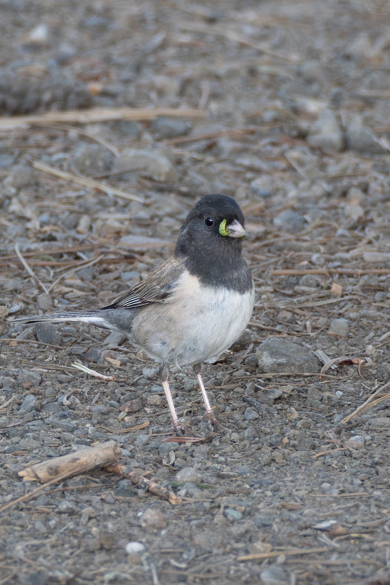 Dark-eyed Junco - ML636801103