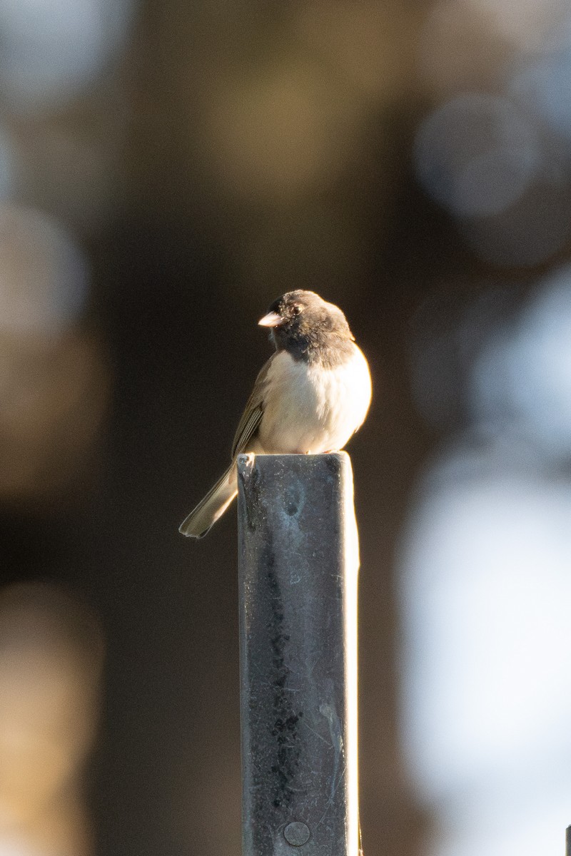 Dark-eyed Junco - ML636801104