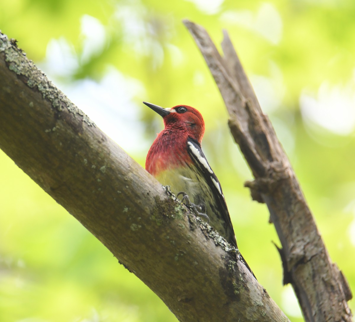 Red-breasted Sapsucker (ruber) - ML636801166