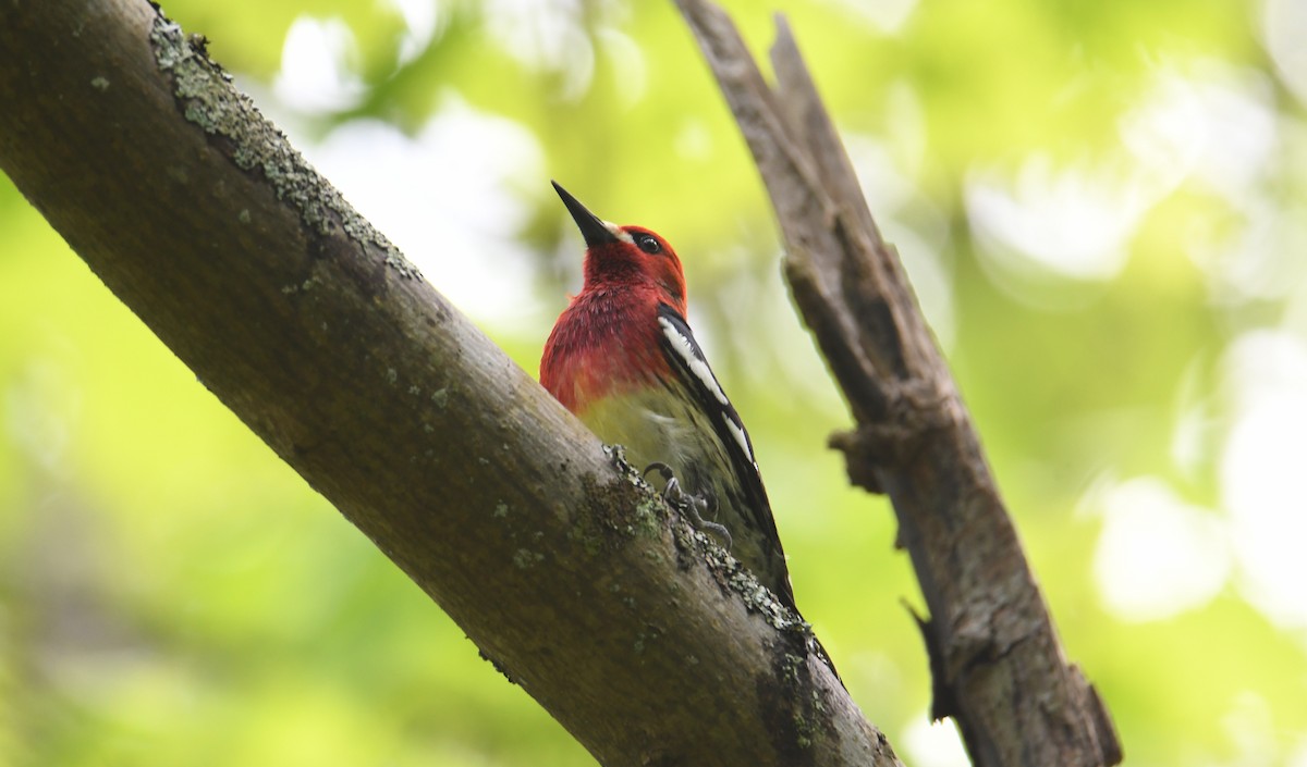 Red-breasted Sapsucker (ruber) - ML636801167