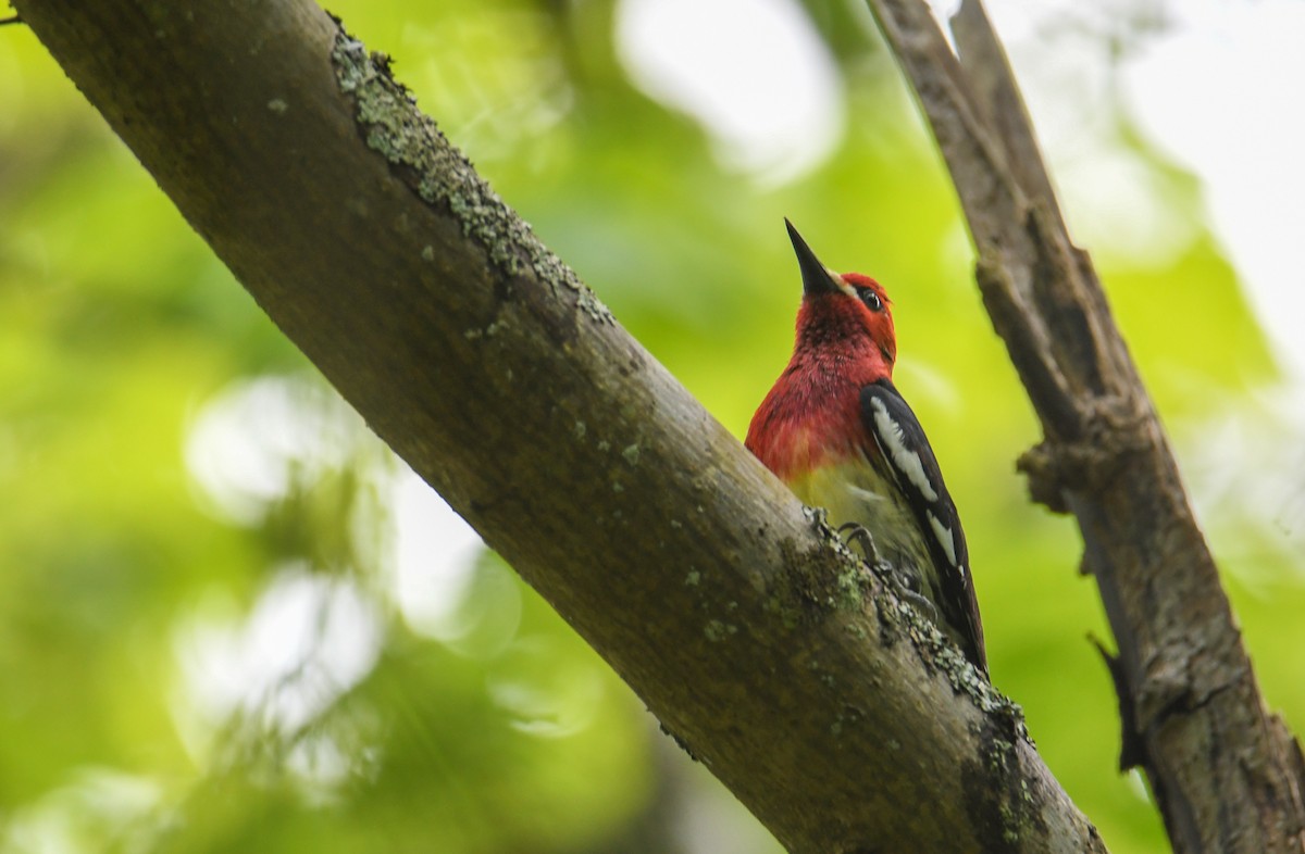 Red-breasted Sapsucker (ruber) - ML636801168