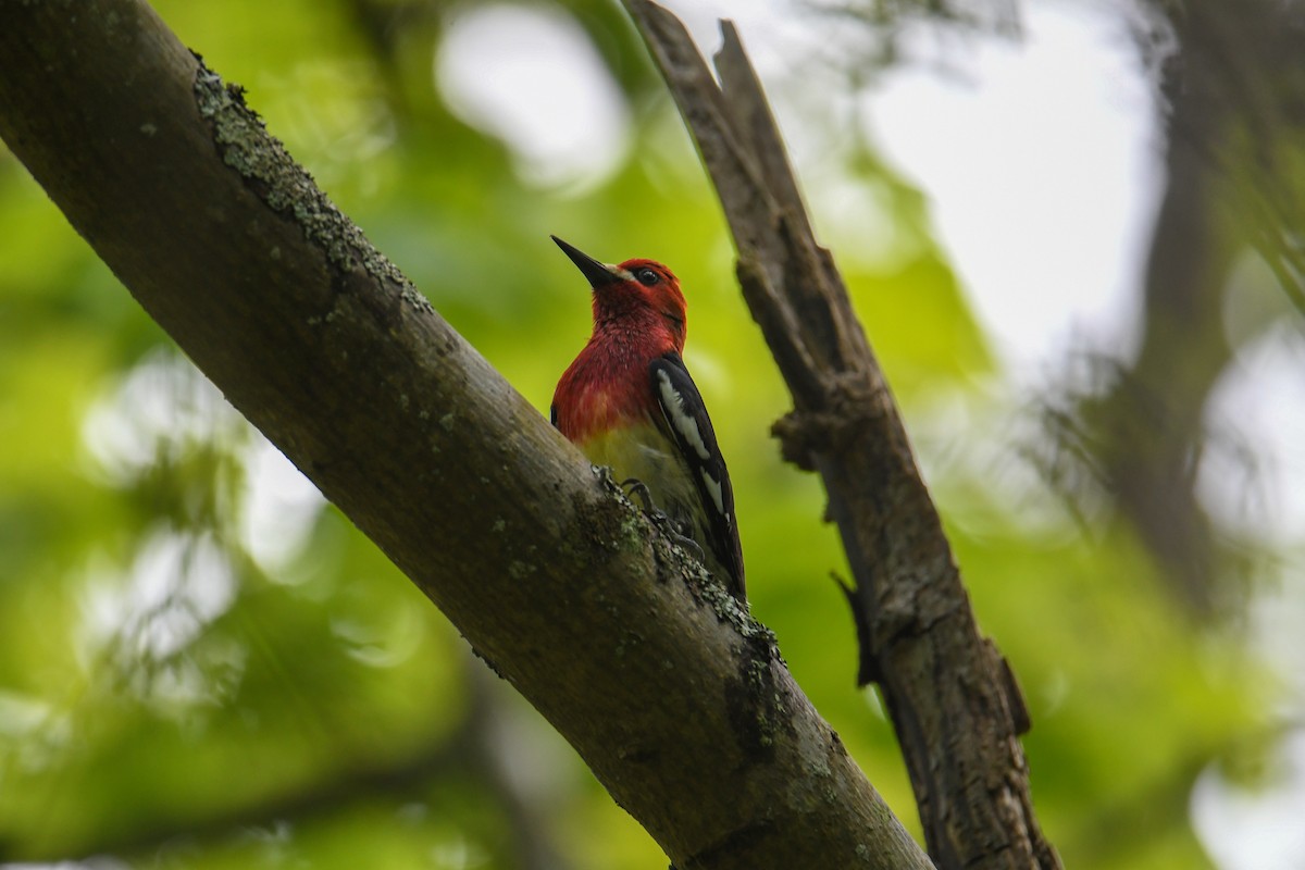 Red-breasted Sapsucker (ruber) - ML636801169
