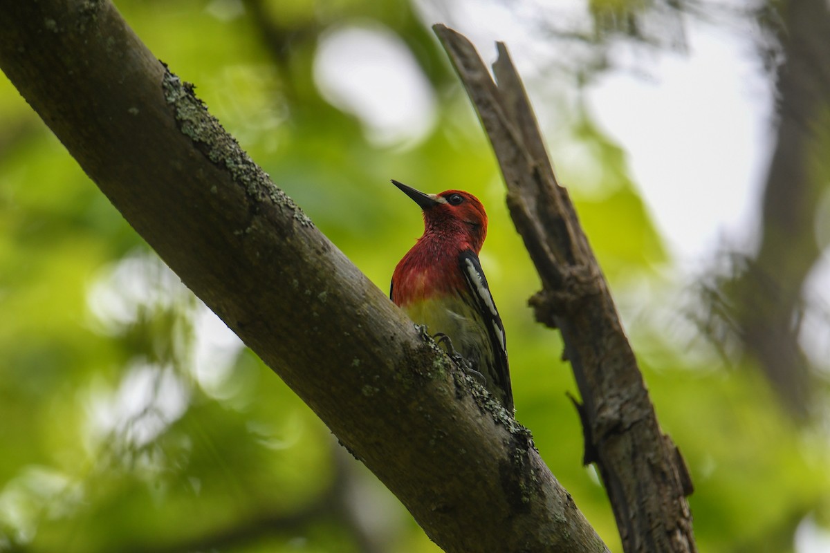 Red-breasted Sapsucker (ruber) - ML636801171