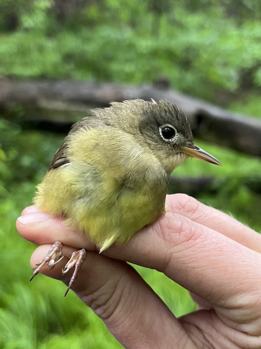 Connecticut Warbler - ML636801289