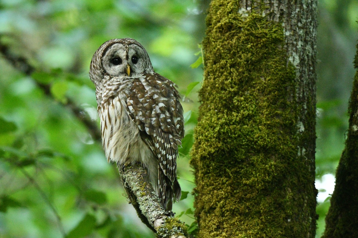 Barred Owl - ML636801335