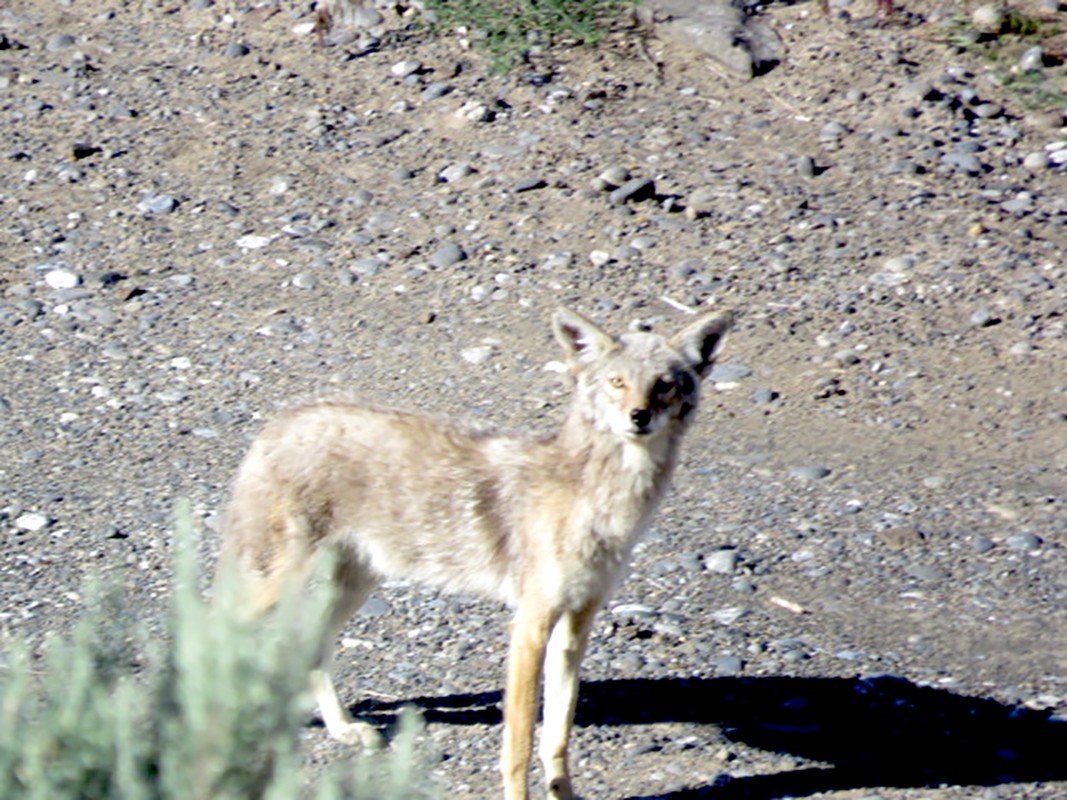 Coyote - ML636801349