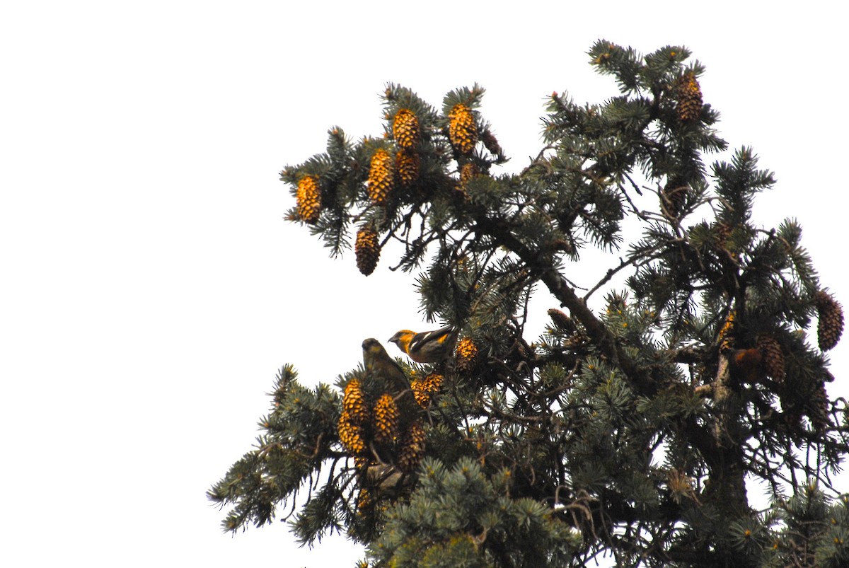White-winged Crossbill - ML636801383