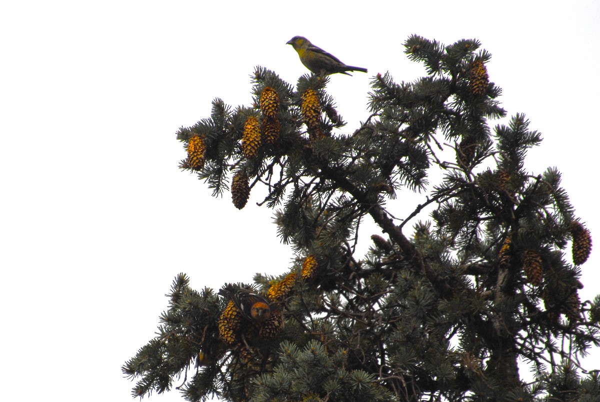 White-winged Crossbill - ML636801385