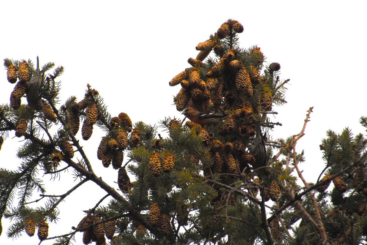 White-winged Crossbill - ML636801389
