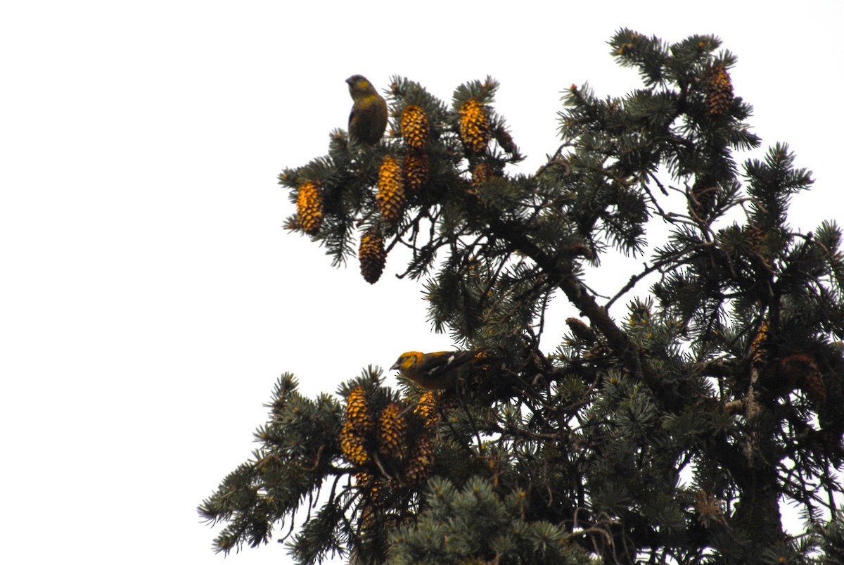 White-winged Crossbill - ML636801396