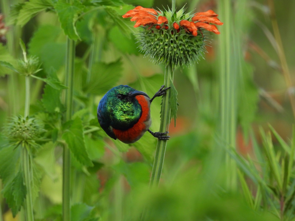 Greater Double-collared Sunbird - ML636801399