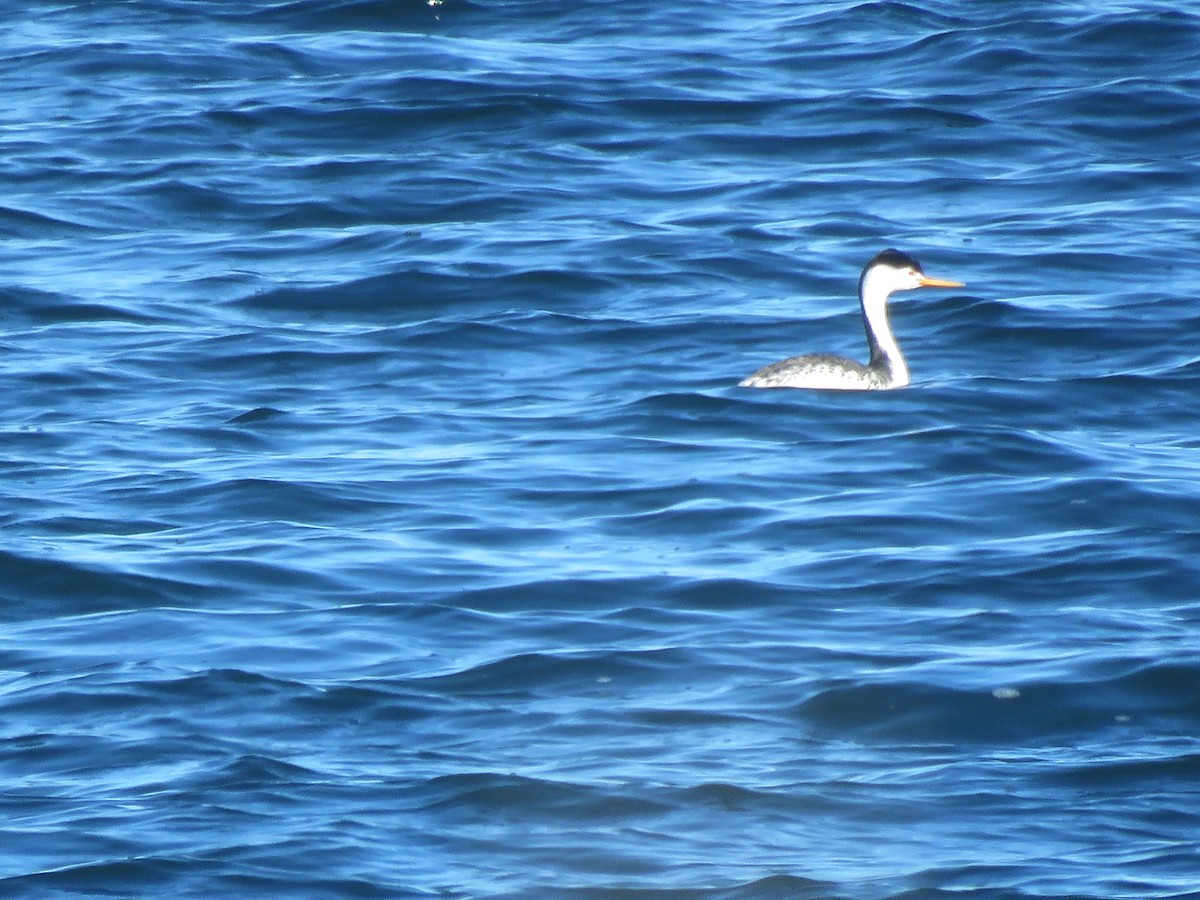 Clark's Grebe - ML636801400