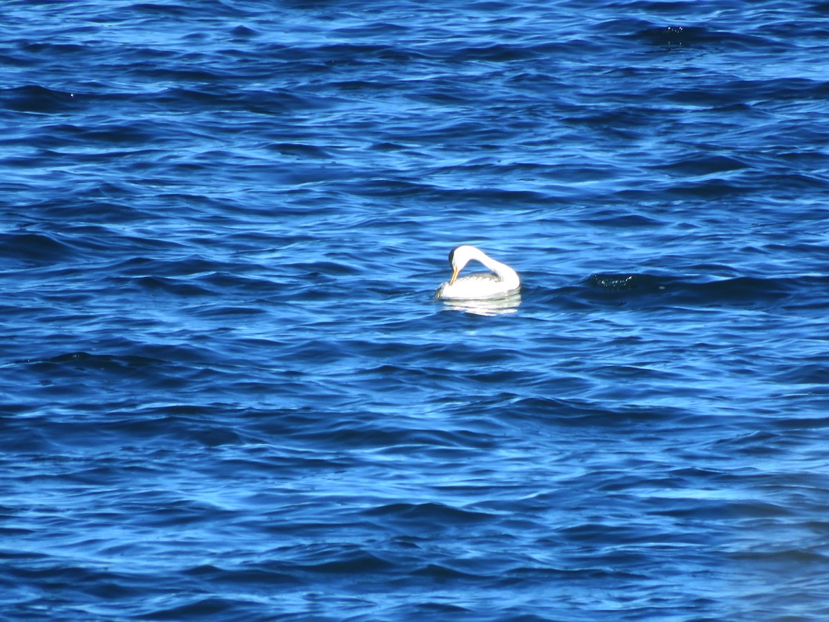 Clark's Grebe - ML636801405