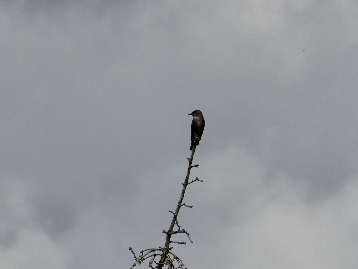 Olive-sided Flycatcher - ML636801480