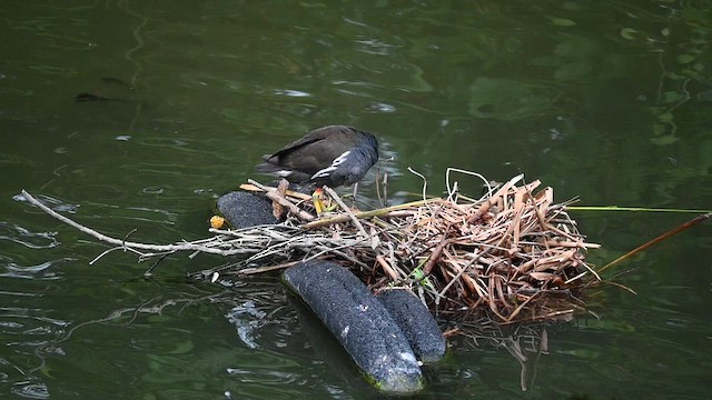 Eurasian Moorhen - ML636801517