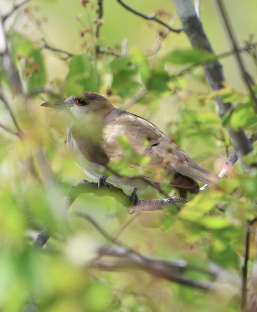 Black-billed Cuckoo - ML636801565