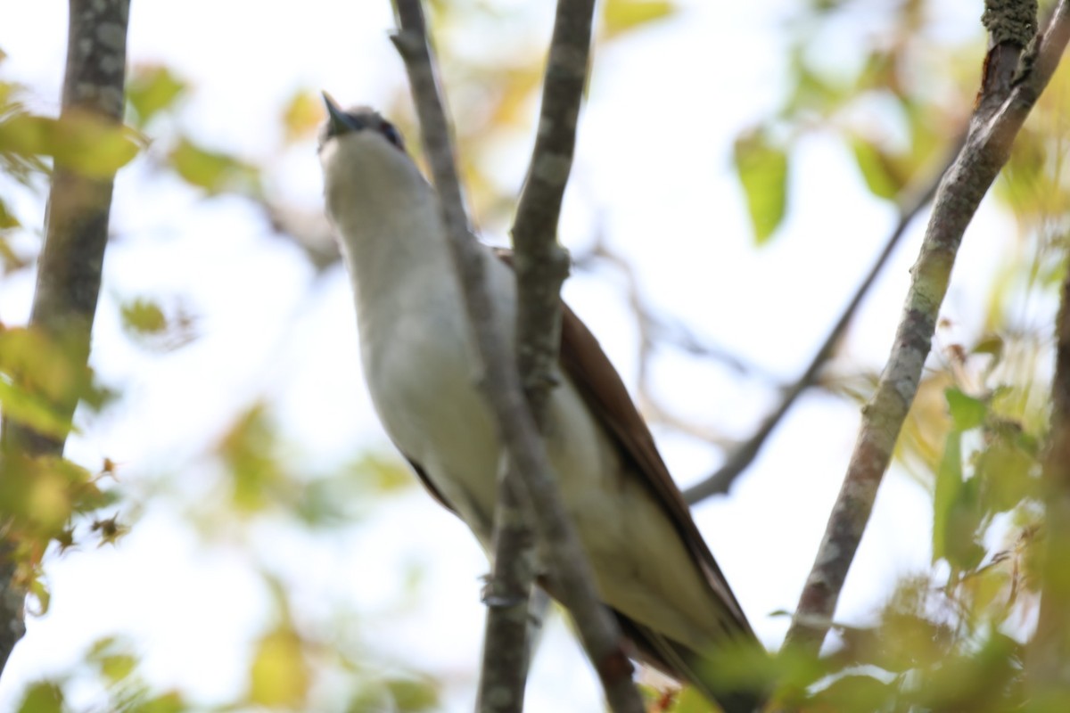 Black-billed Cuckoo - ML636801566
