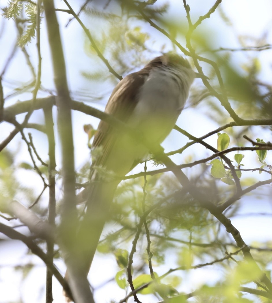 Black-billed Cuckoo - ML636801567