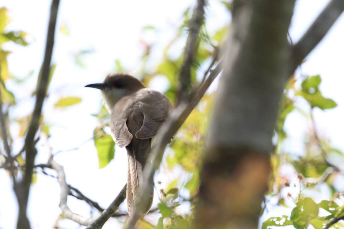 Black-billed Cuckoo - ML636801568