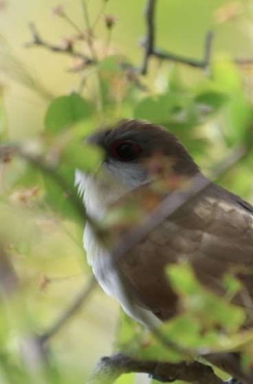 Black-billed Cuckoo - ML636801569