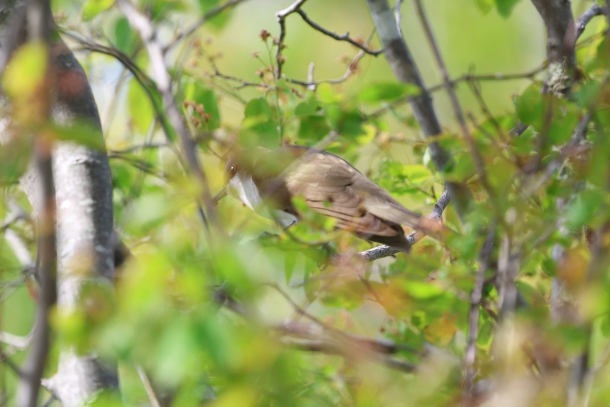 Black-billed Cuckoo - ML636801570