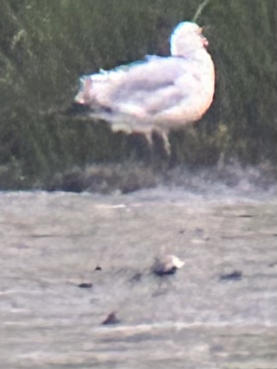 Dunlin - ML636801635