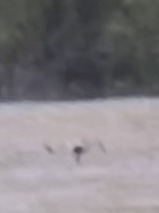 Dunlin - ML636801636