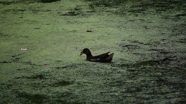 Eurasian Moorhen - ML636801644