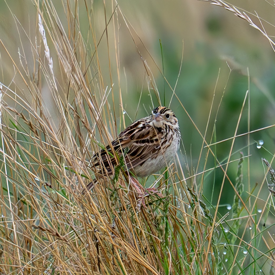 Baird's Sparrow - ML636801767