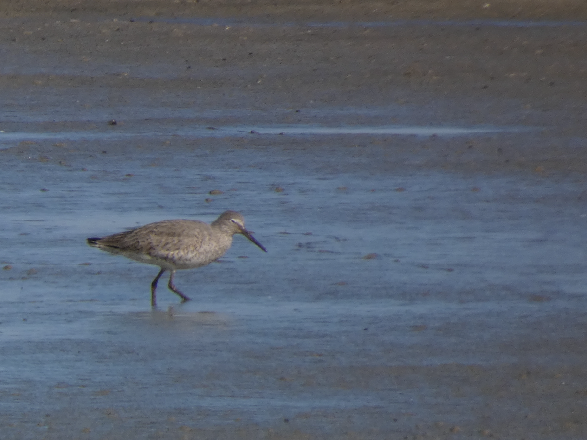 Willet - ML636801779