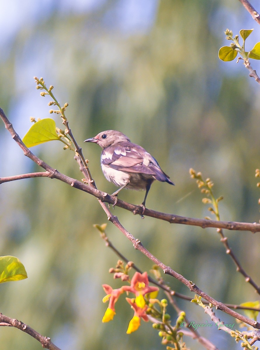 špaček mandžuský - ML636802097