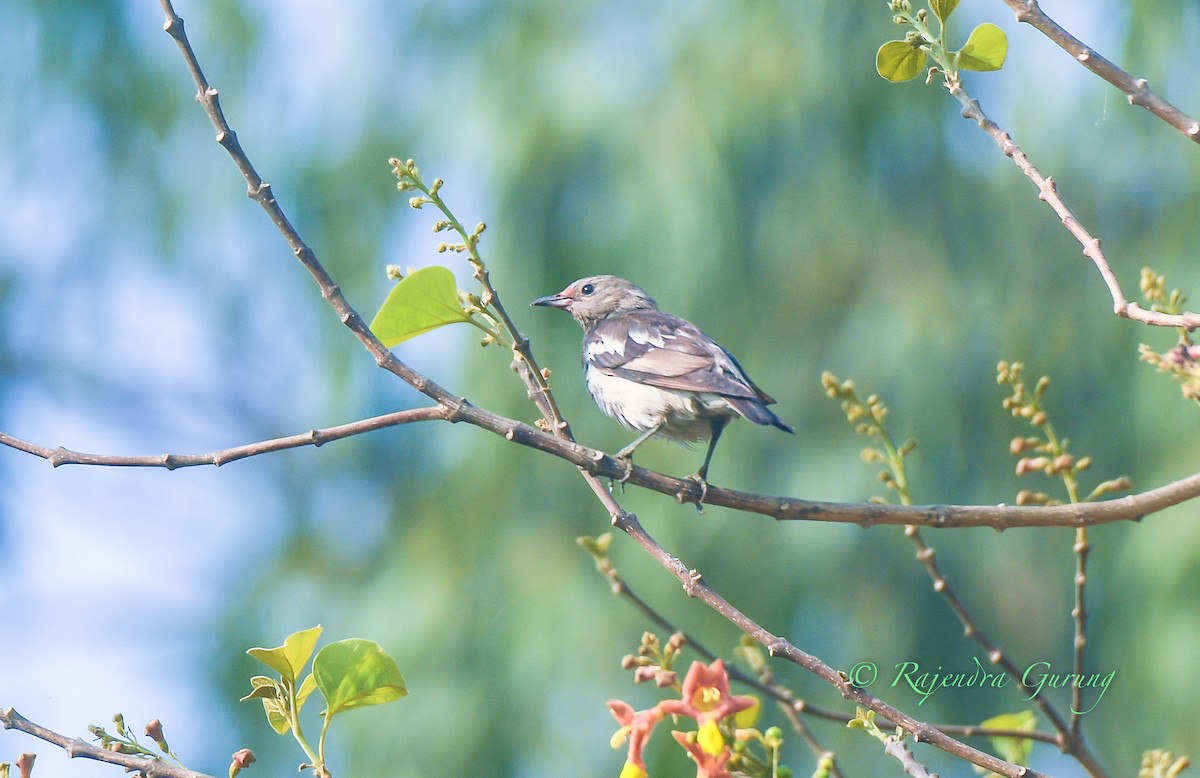špaček mandžuský - ML636802098
