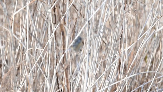 Long-tailed Rosefinch (Siberian) - ML636802111