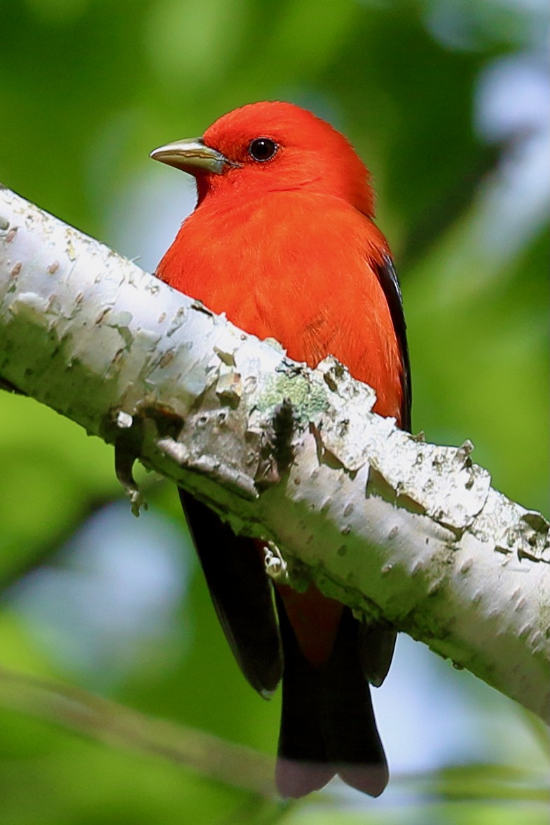 Scarlet Tanager - ML636802187