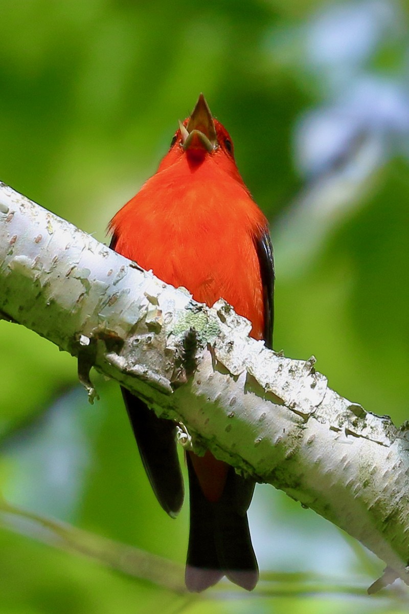 Scarlet Tanager - ML636802193