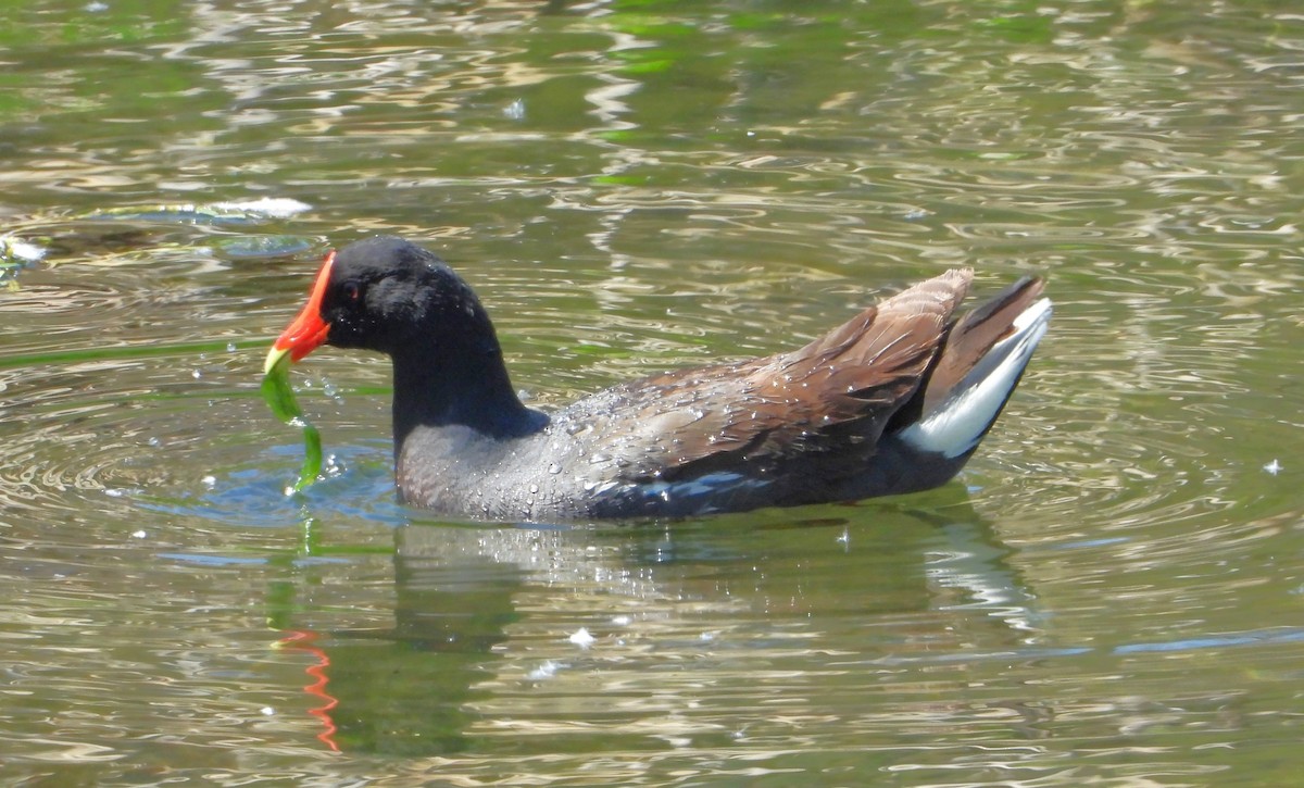 Common Gallinule - ML636802199