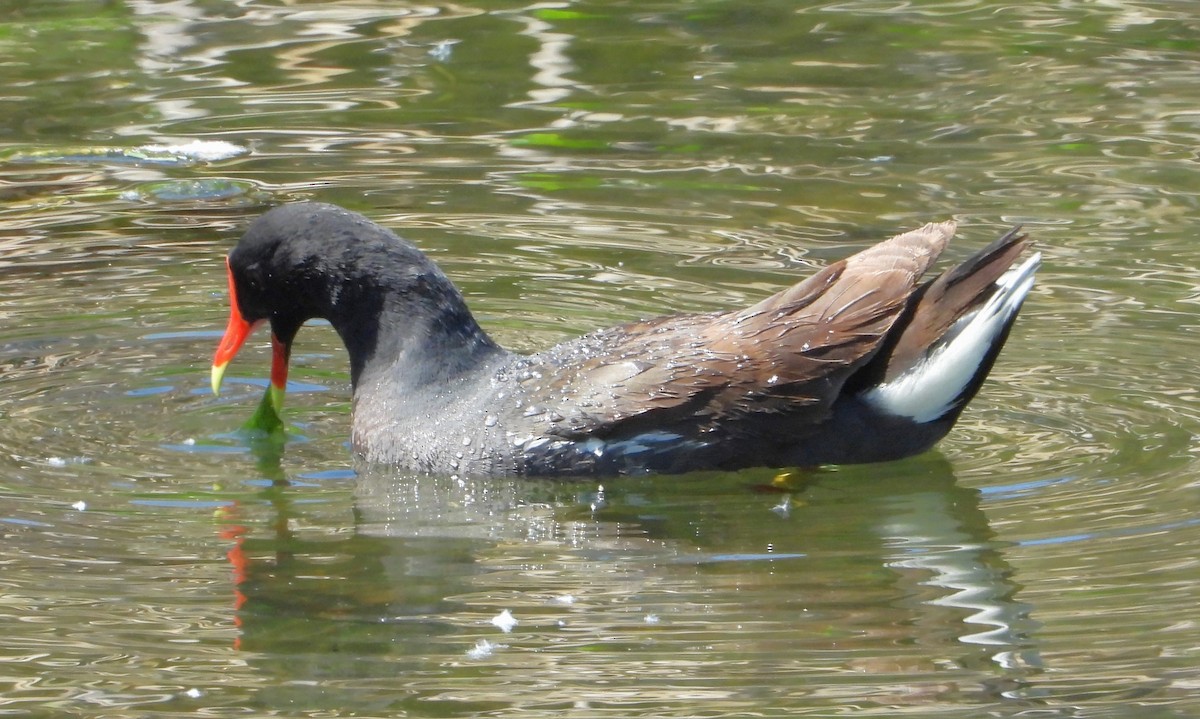 Common Gallinule - ML636802203
