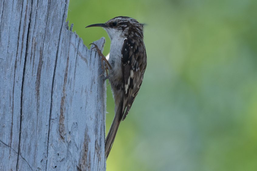 Brown Creeper - ML636802265