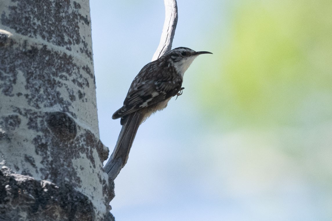 Brown Creeper - ML636802266
